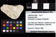 Foto (Objket + Etiketten) von Decapoda indet. 